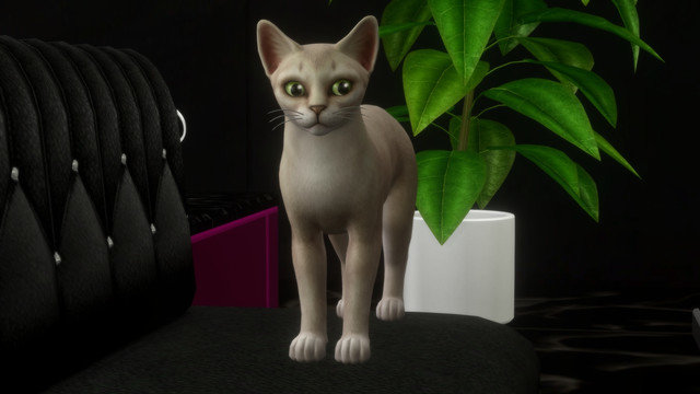 TS4-x64-2020-05-10-23-23-26.jpg