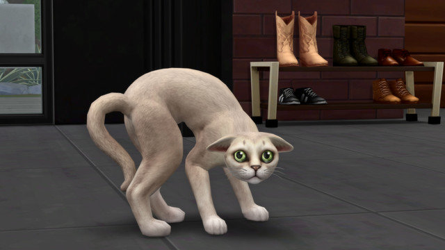 TS4-x64-2020-05-10-18-21-59.jpg