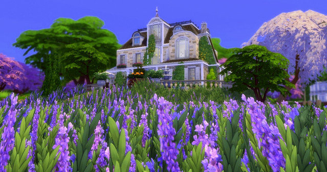 Lavender-Farm.jpg
