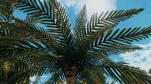 Пальмовый пейзаж.. Skyrim SE (Тропики 7.0)