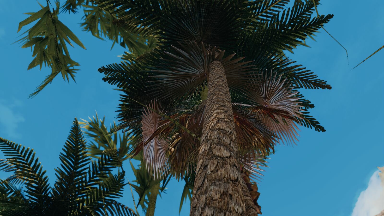 Небо в пальмовых листьях ;)