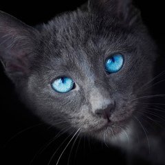 Shadow_232